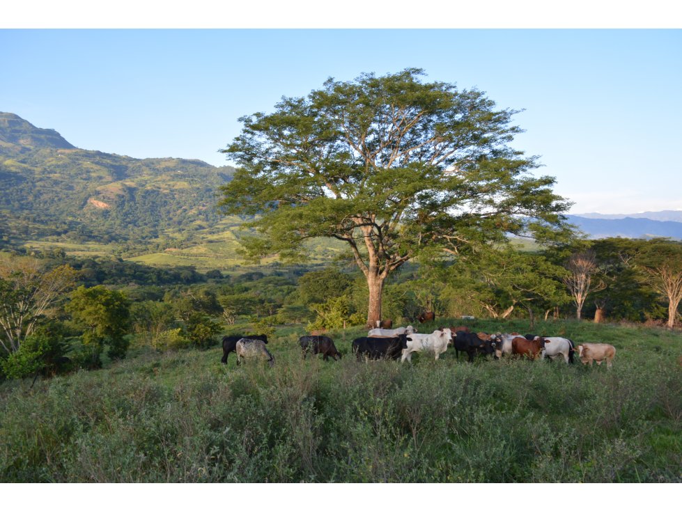 VENTA LOTE JERICO, SUROESTE ANTIOQUEÑO.