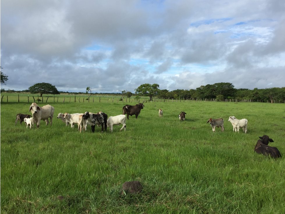 SE VENDE FINCA HATO COROZAL CASANARE