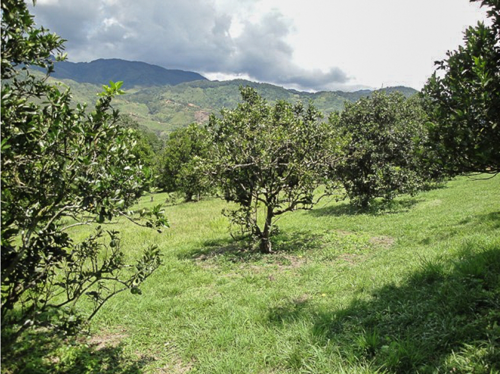 Dos lotes en venta  en Parcelación En Popalito Barbosa Antioquia