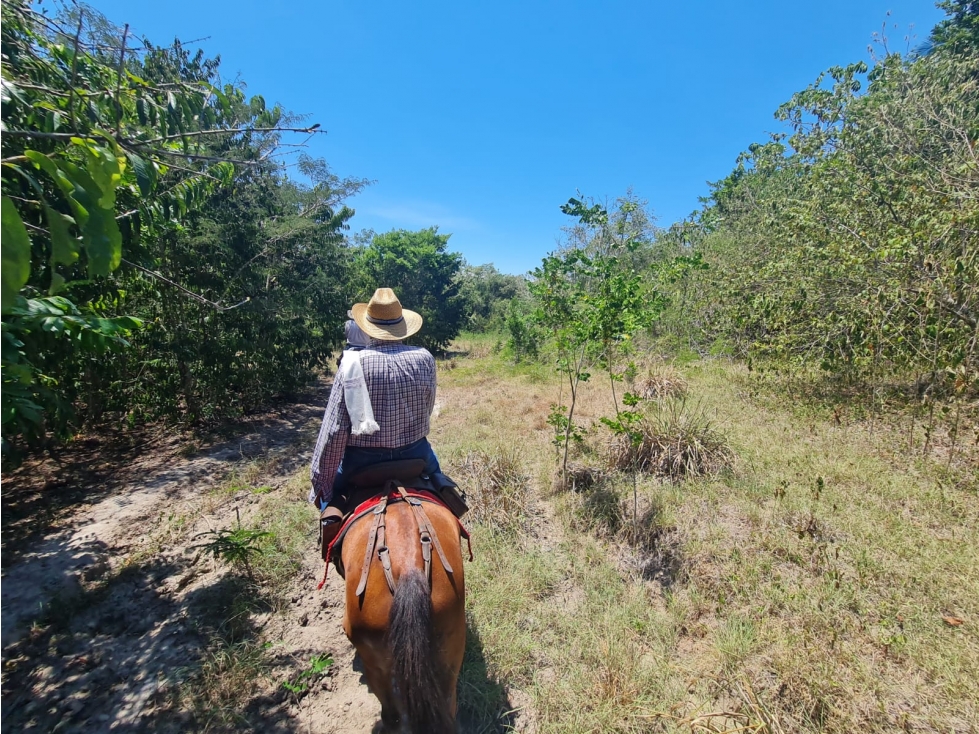 VENDO FINCA GANADERA 264 Has (para hacerla) POR LA DORADA