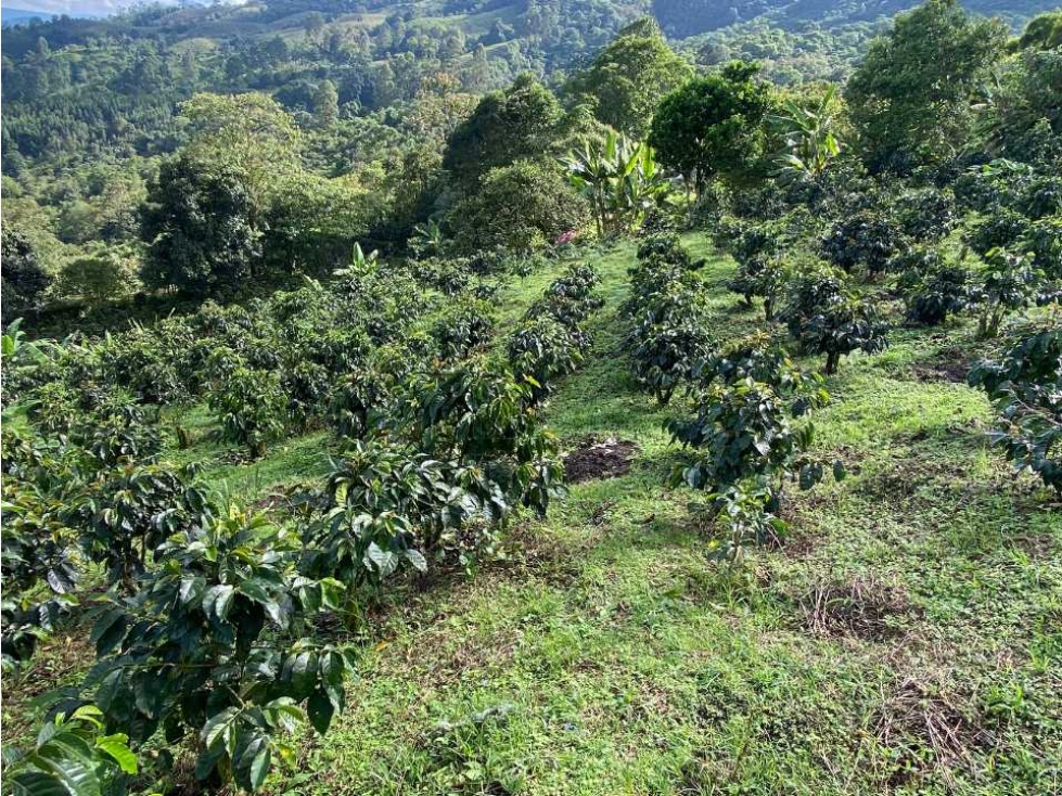 Finca cafetera vista panorámica y 2 nacimientos de agua