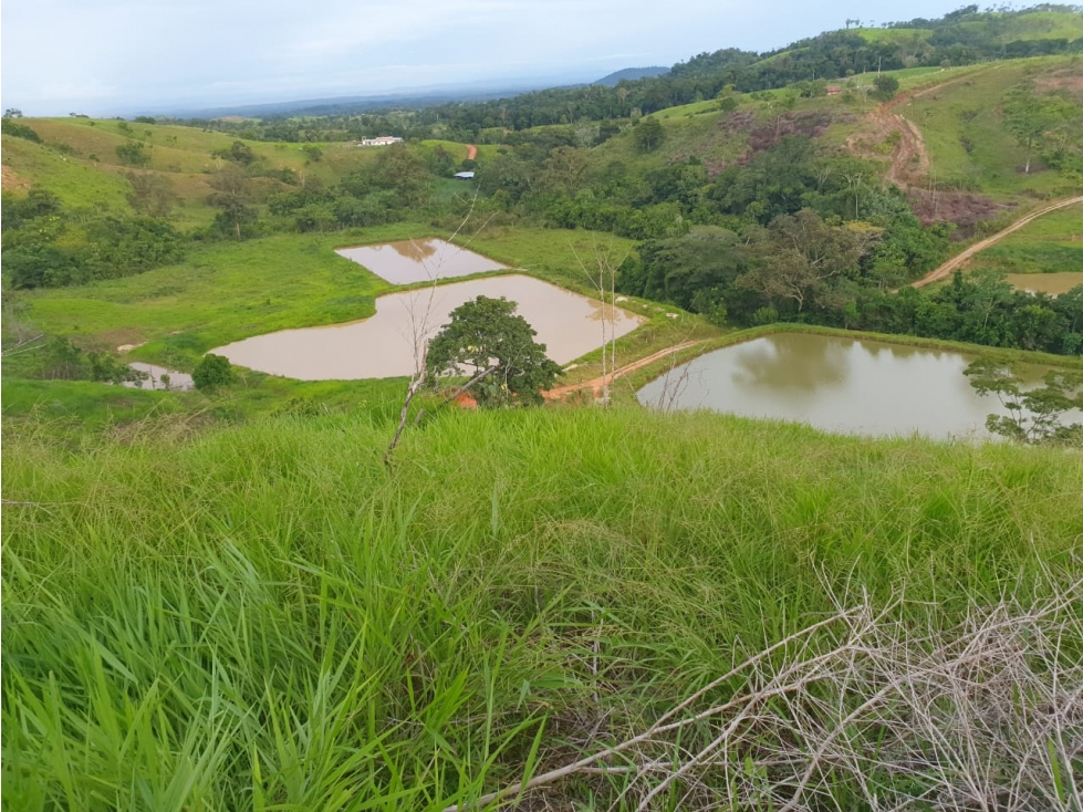 Venta Finca Puerto Berrio Antioquia Piscícola y Ganadera