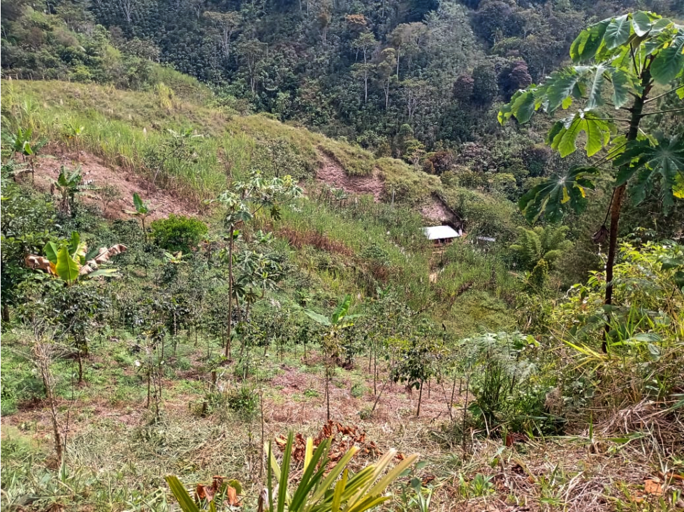 FINCA 2 HECTÁREAS EN SAN ROQUE ANTIOQUIA