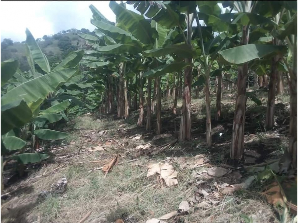 VENTA DE FINCA LA PLATA EL AGUILA VALLE