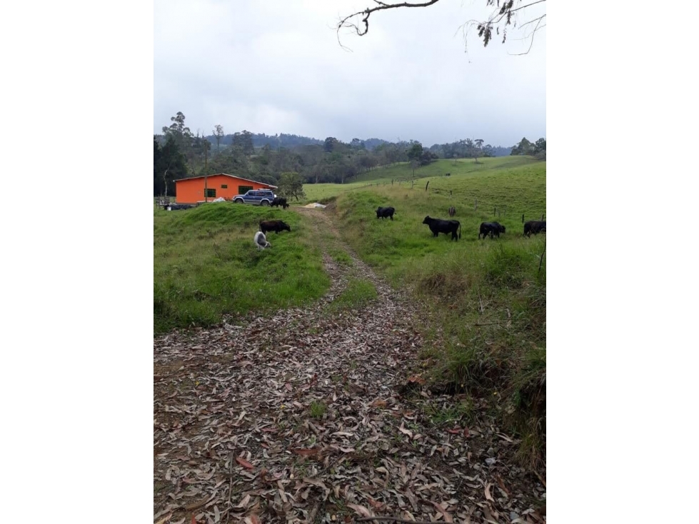 VENDO EXCELENTE FINCA PACHO CUNDINAMARCA Ver. Panamá