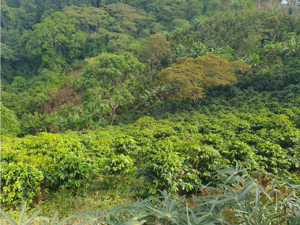 Se vende Finca en Ibagué Tolima