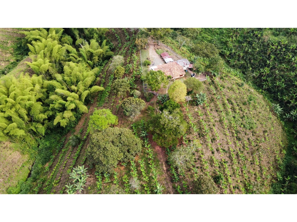 Se vende Finca Quimbaya Quindío