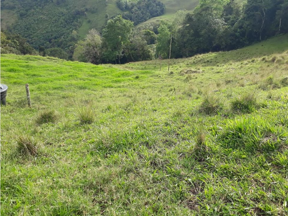 Se Vende Finca De 211 Cuadras En Toro Valle.