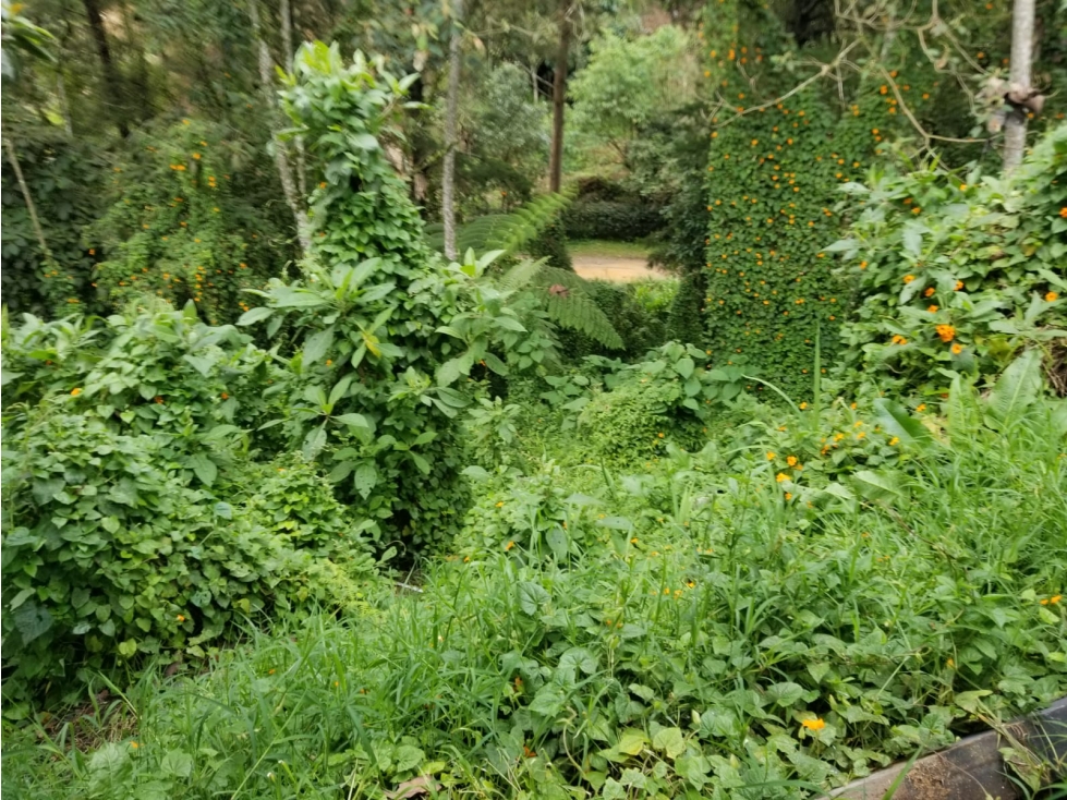 Venta Lote Guarne con frente sobre  Autopista Medellín - Bogotá