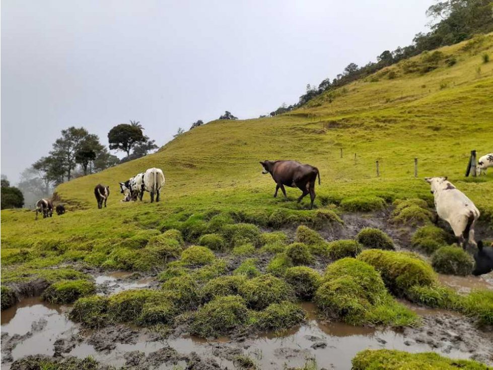 Finca ganadera de 375 cuadras a 40 minutos de Pijao