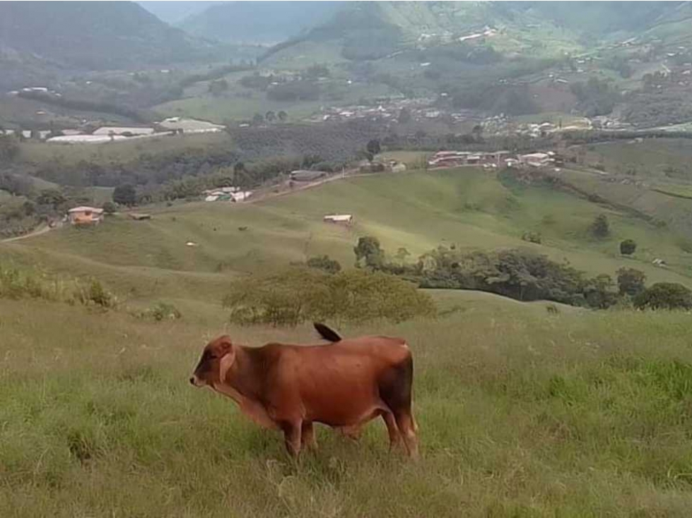 VENTA DE FINCA GANADERA LA FLORIDA PEREIRA RISARALDA