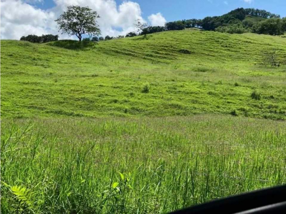 VENTA DE FINCA GANADERA LA VIRGINIA - CARTAGO