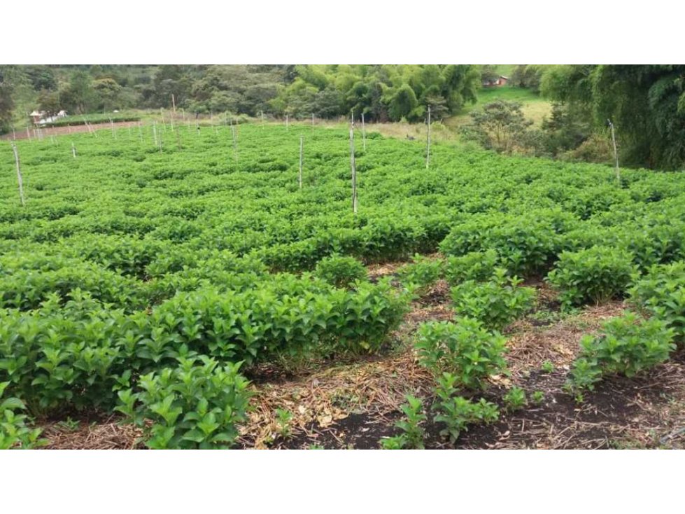 Venta finca en Abejorral para Aguacate