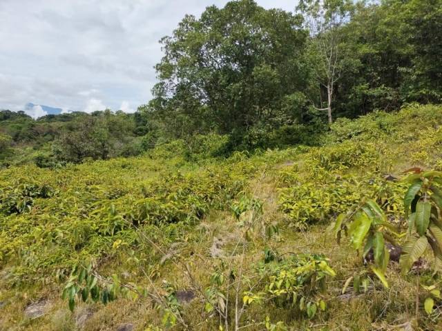 SE VENDE FINCA LOTE EN LA VEREDA CHIVATA (BOYACA)